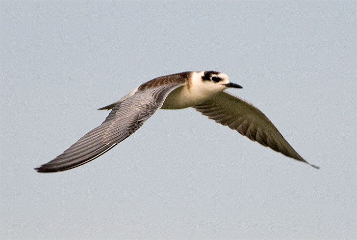 richiesta identificazione - beccapesci juv?